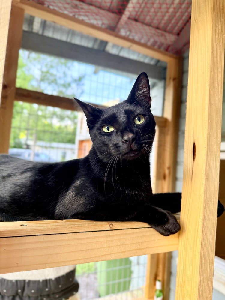 Uno - Domestic Short Hair