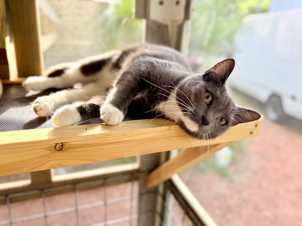 Periwinkle - Domestic Short Hair