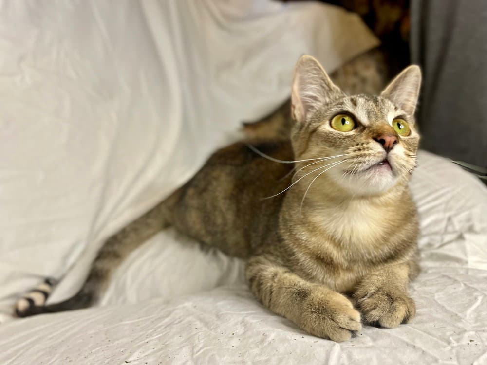 Arya - Domestic Short Hair