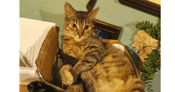 Arya image 2