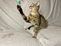 Arya image 3