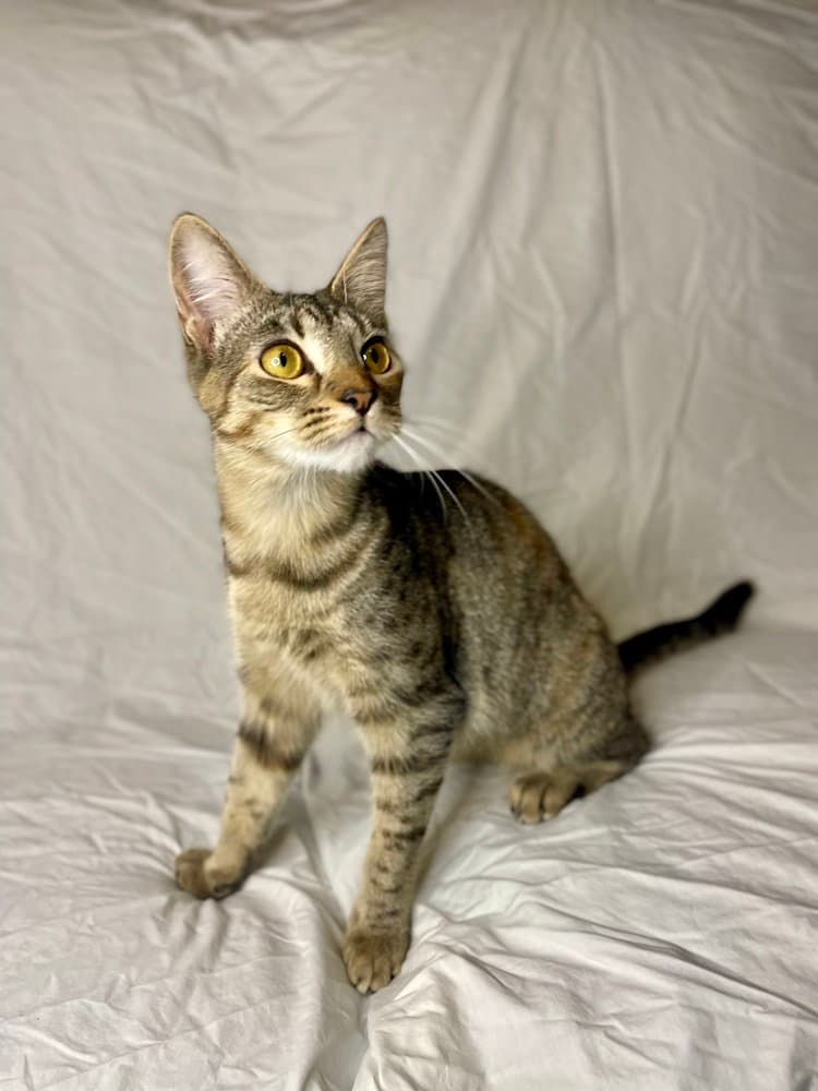 Sansa - Domestic Short Hair