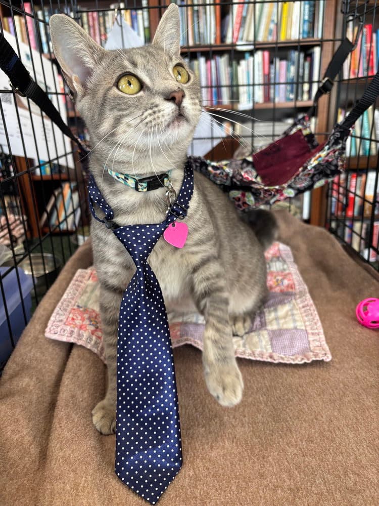 Dc - Domestic Short Hair