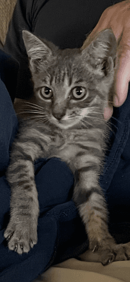 Lil' Rascal image 1