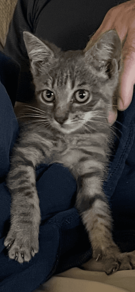 Lil' Rascal - Domestic Short Hair