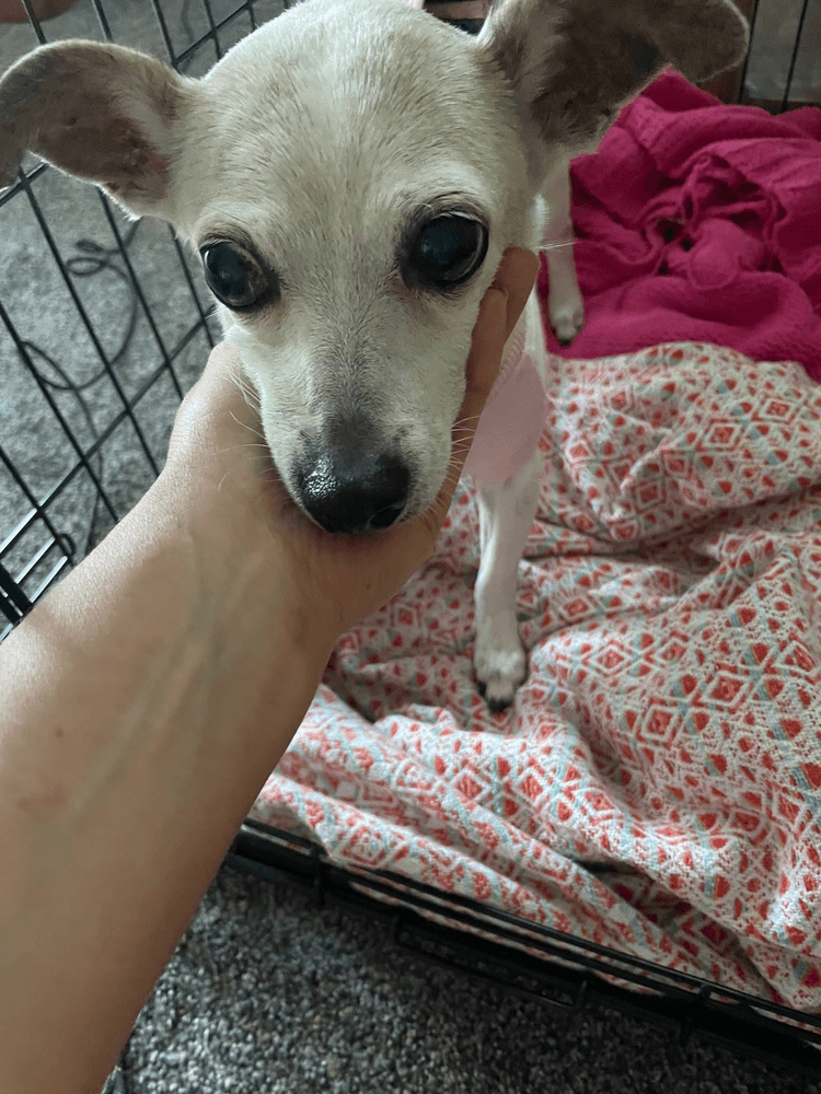 Chloe - Jack Russell Terrier