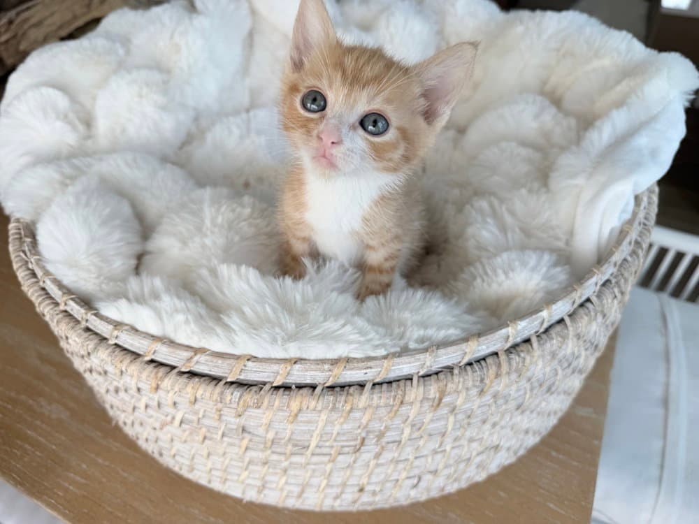 Yeehaw - Domestic Short Hair