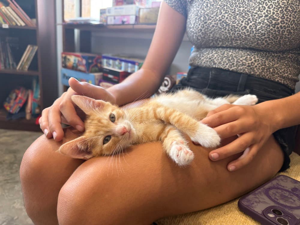 Yeehaw - Domestic Short Hair