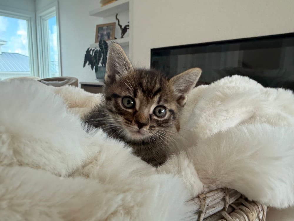 Hootenanny - Domestic Short Hair