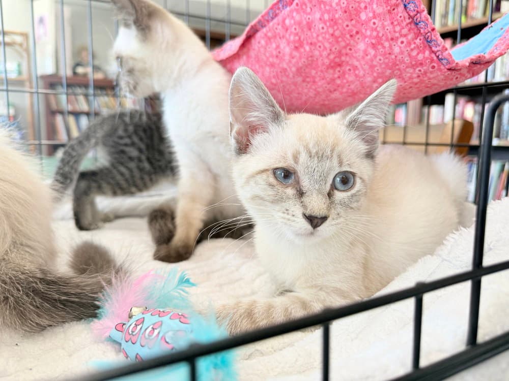 Sheldon - Siamese