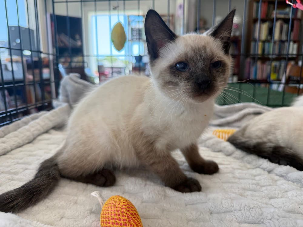 Betty - Siamese
