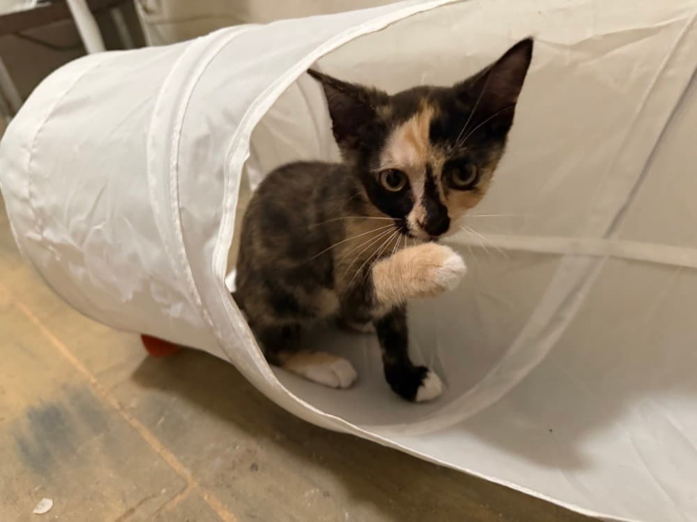 Emerald Jade Green Ball - Domestic Short Hair