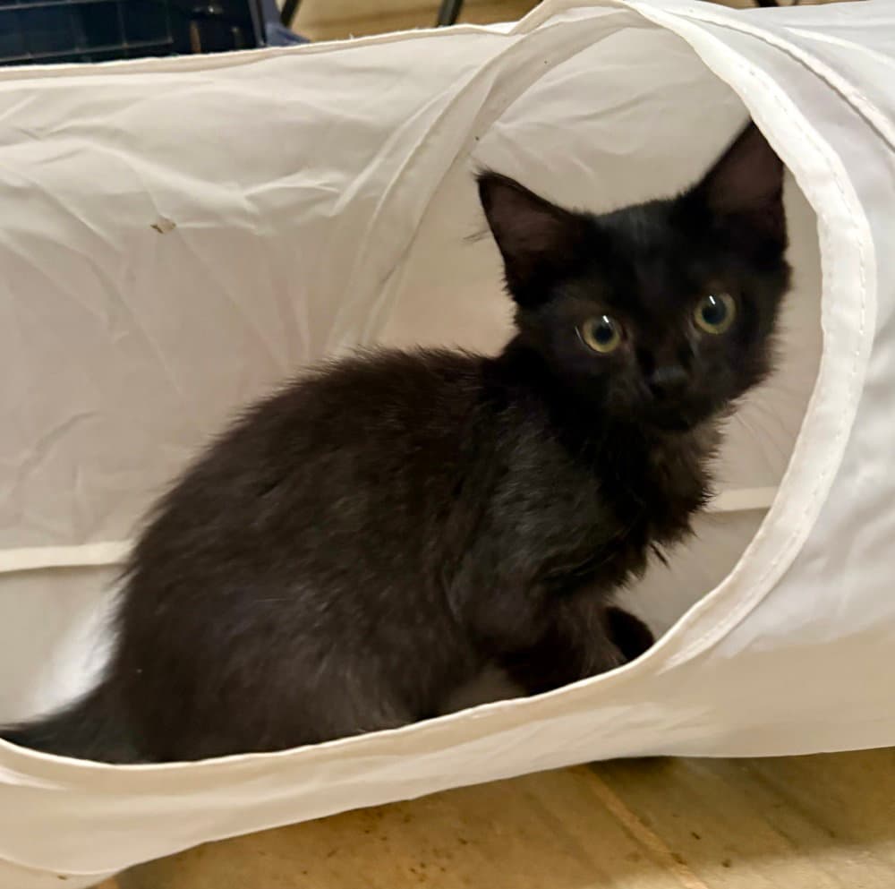 Lida Bida Boda Butt - Domestic Medium Hair