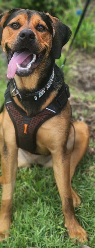 Nala - Hound Mix
