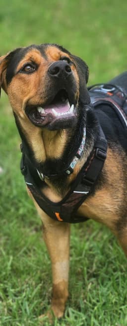 Nala image 2