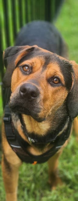 Nala image 3