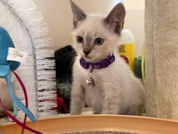 Remmie image 1