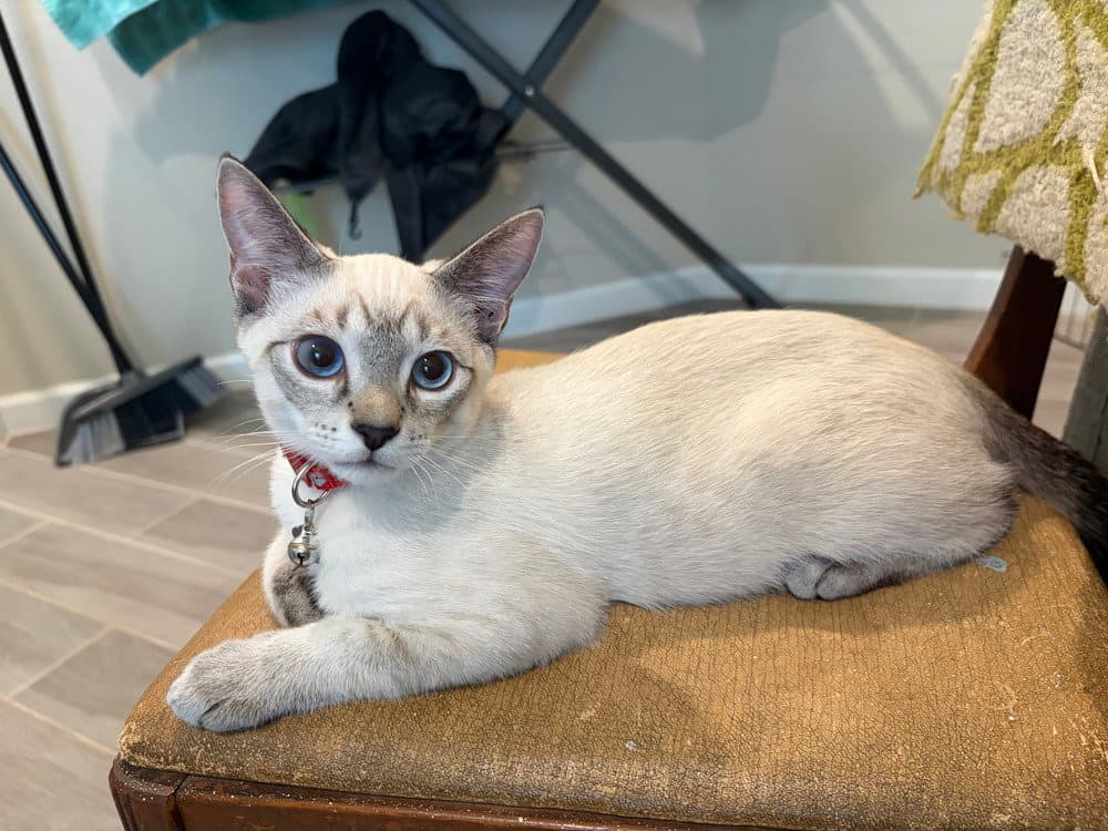 River - Siamese