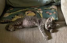 Lil' Rascal image 2