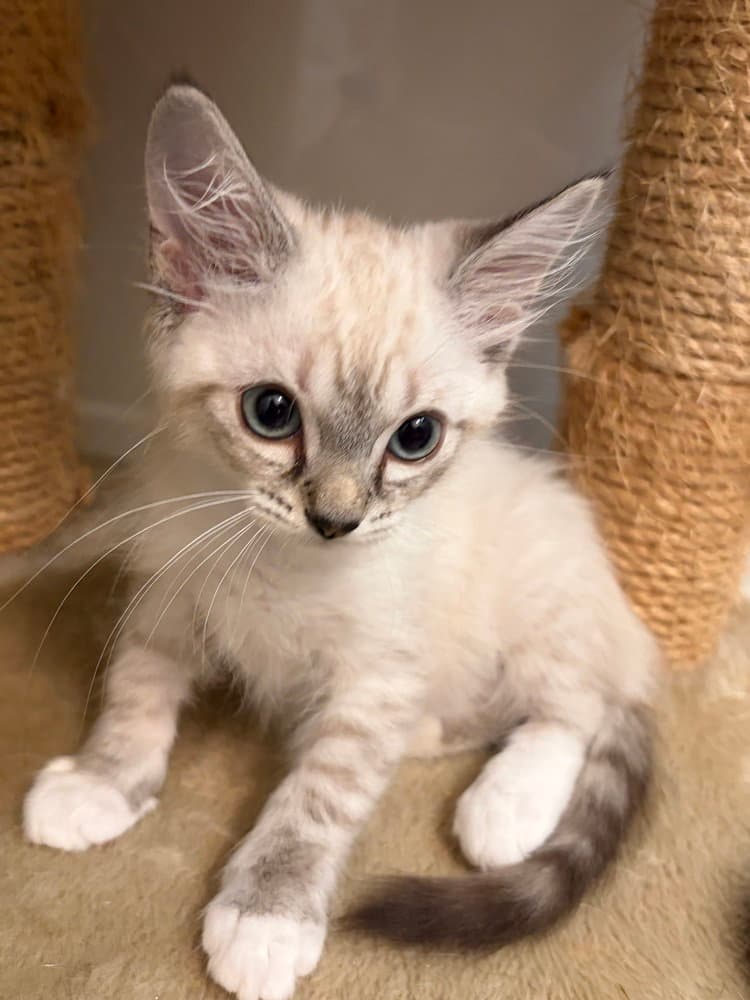 Chip - Siamese