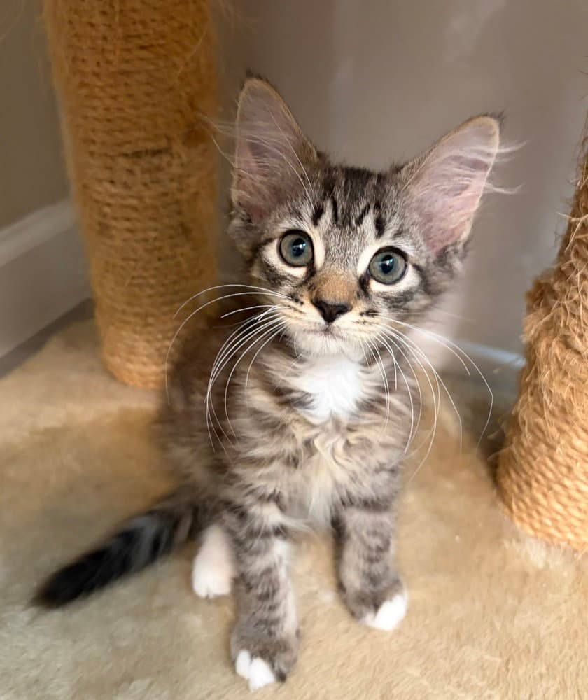 Dale - Domestic Short Hair