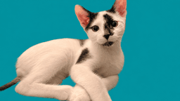 Remy image 2
