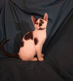 Remy image 3
