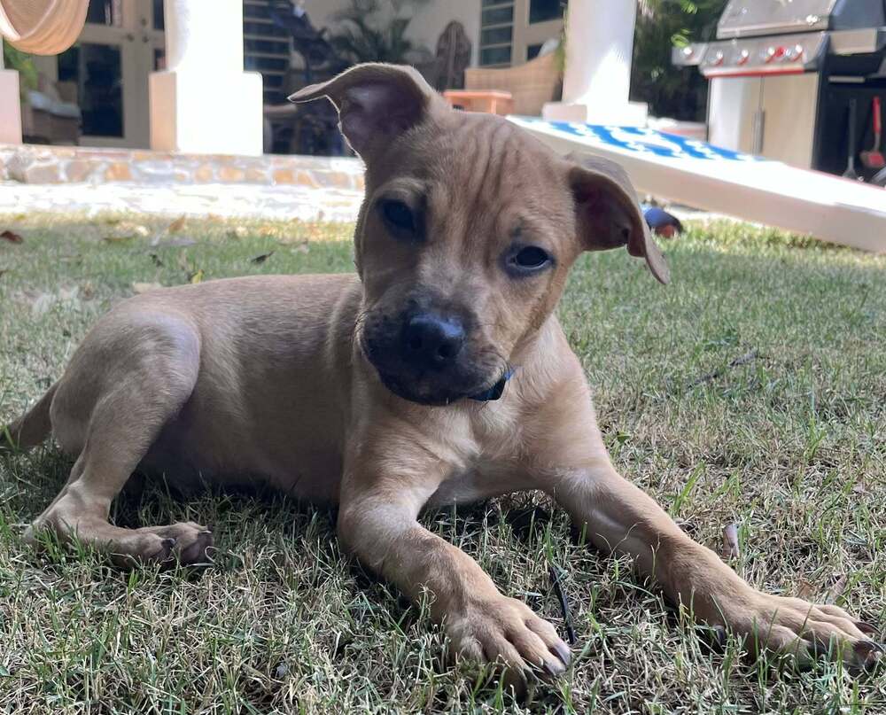 Jax