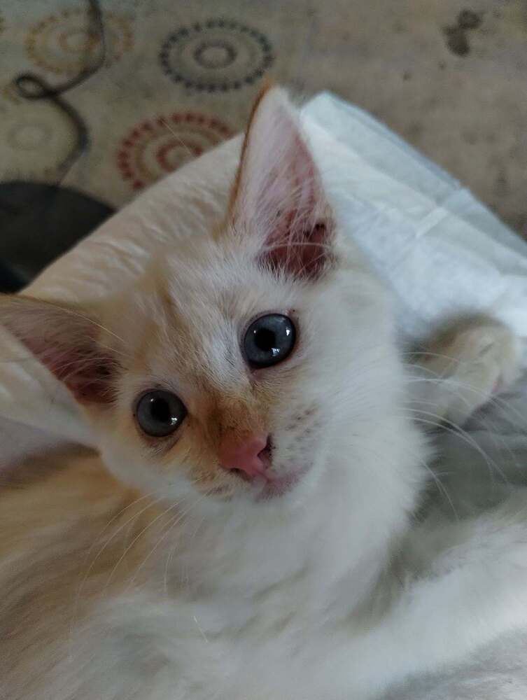 Snowball