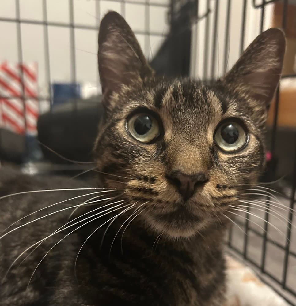 Sphinx - Domestic Short Hair