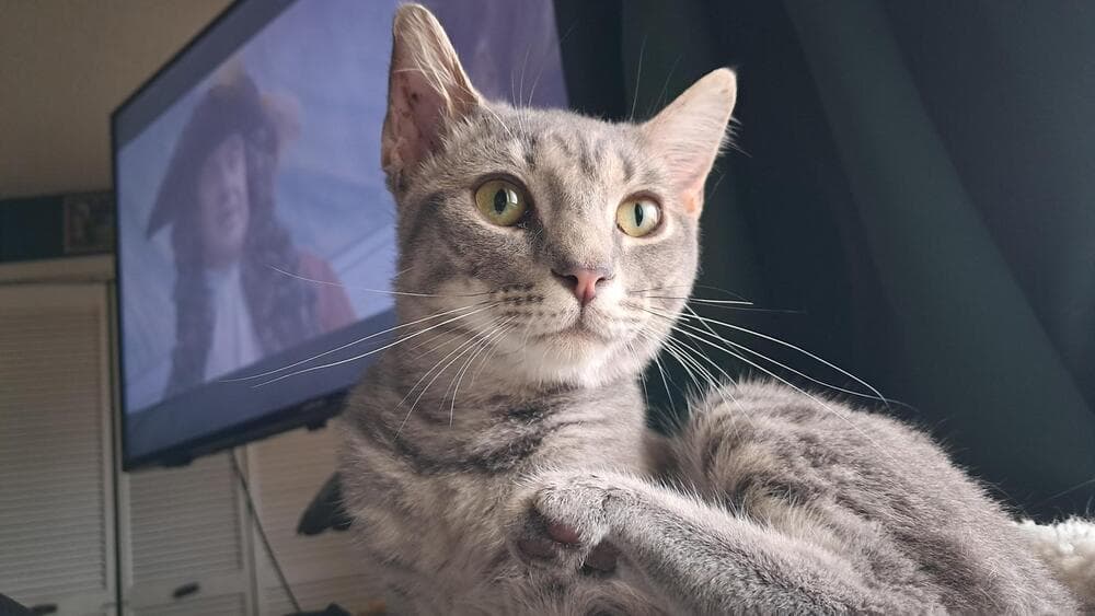 Morty - Domestic Medium Hair