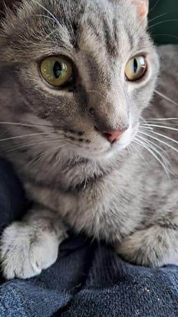 Morty image 3