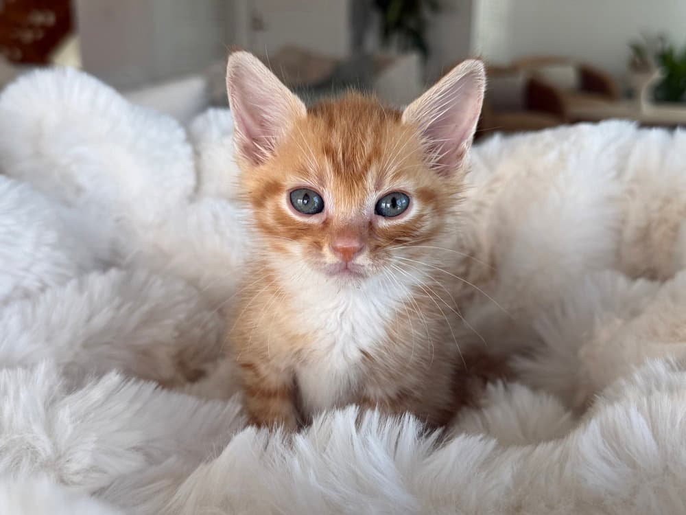 Howdy Doody - Domestic Short Hair