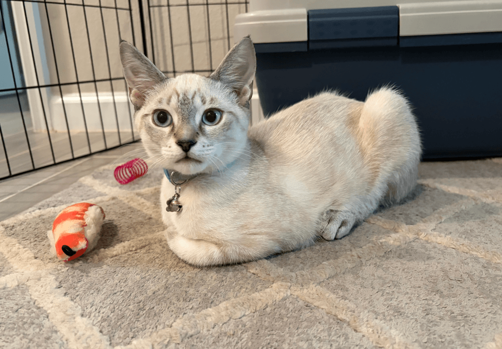 Everest - Siamese