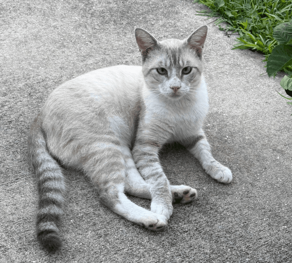 Boomerang - Siamese
