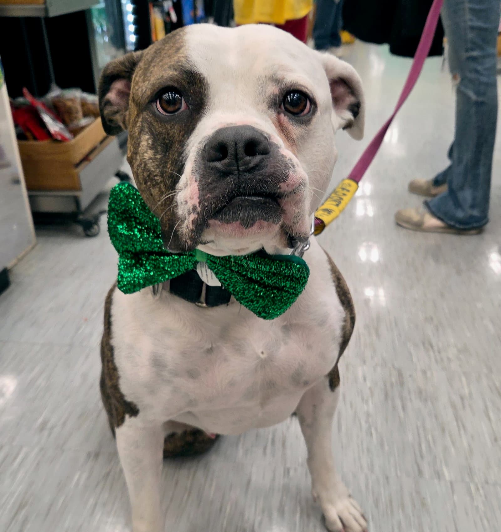 Dalilah - Boxer