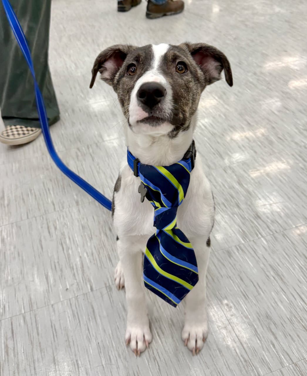 Noah - Border Collie