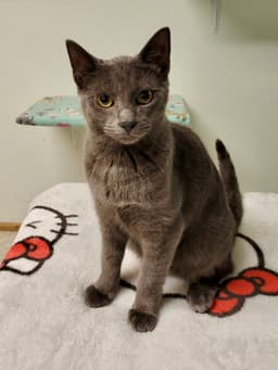 Cat - Edison image 1