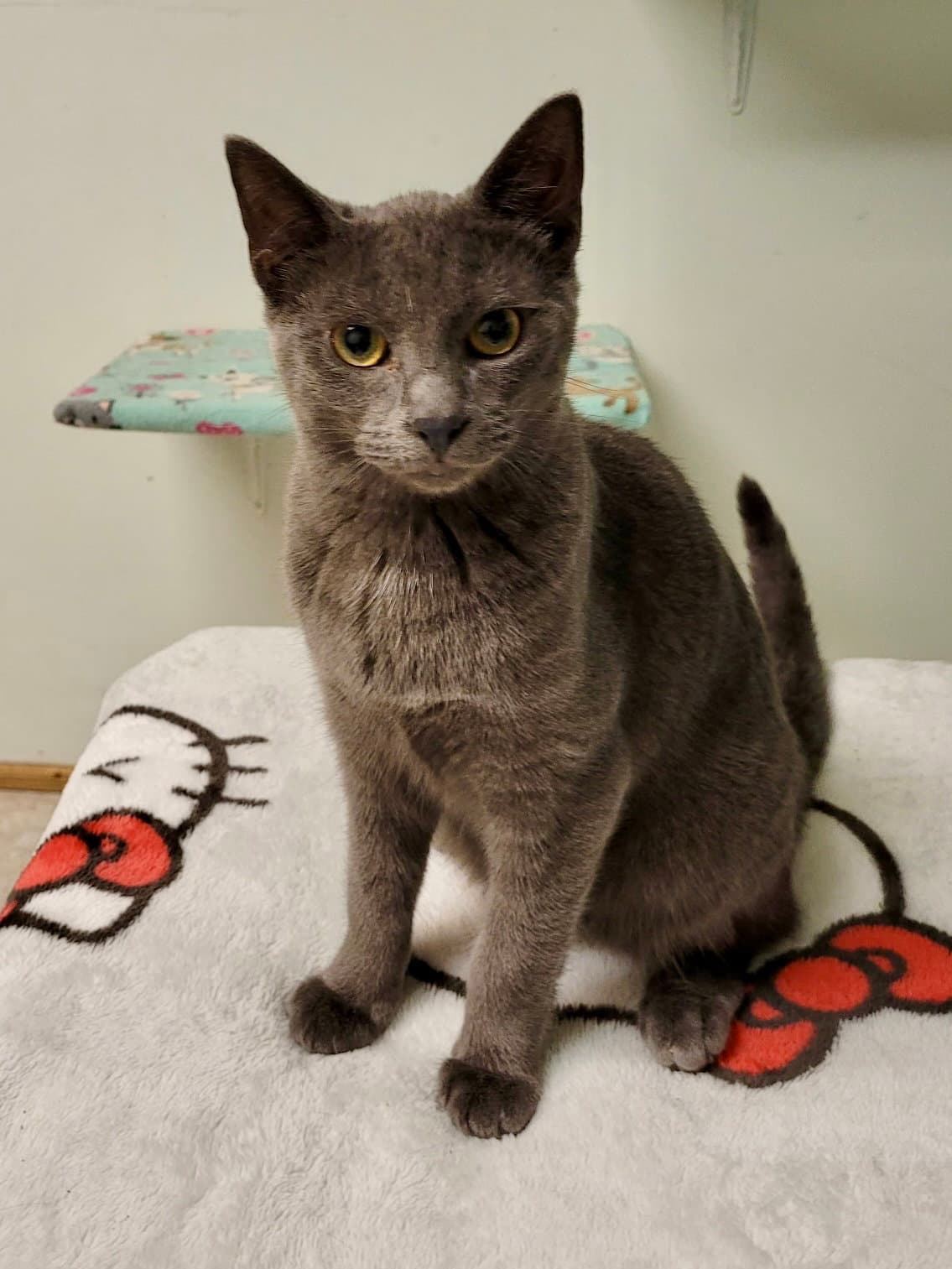 Cat - Edison - Domestic Short Hair