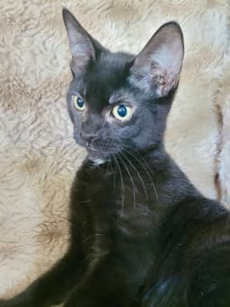 Cat - Eileen image 4