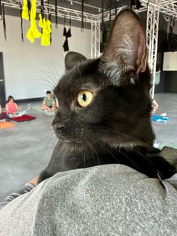 Cat - Eileen image 2