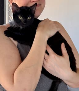 Cat - Eileen image 1