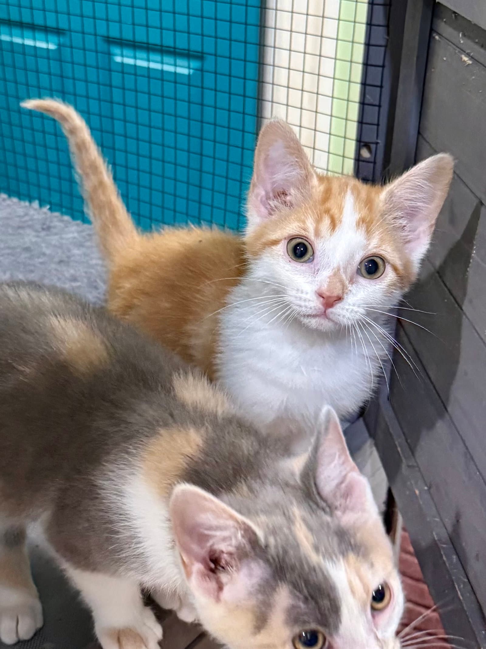 Cat - Lenny - Domestic Short Hair
