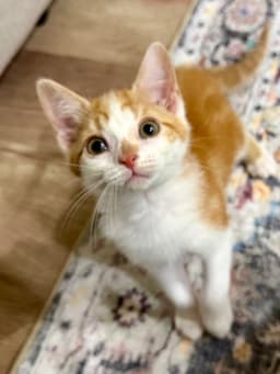 Cat - Lenny image 4