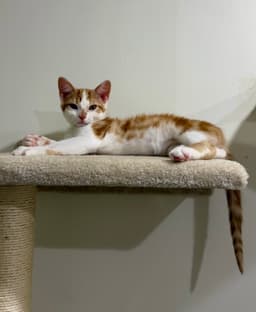 Cat - Lenny image 2