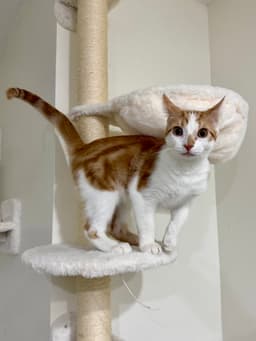 Cat - Lenny image 3