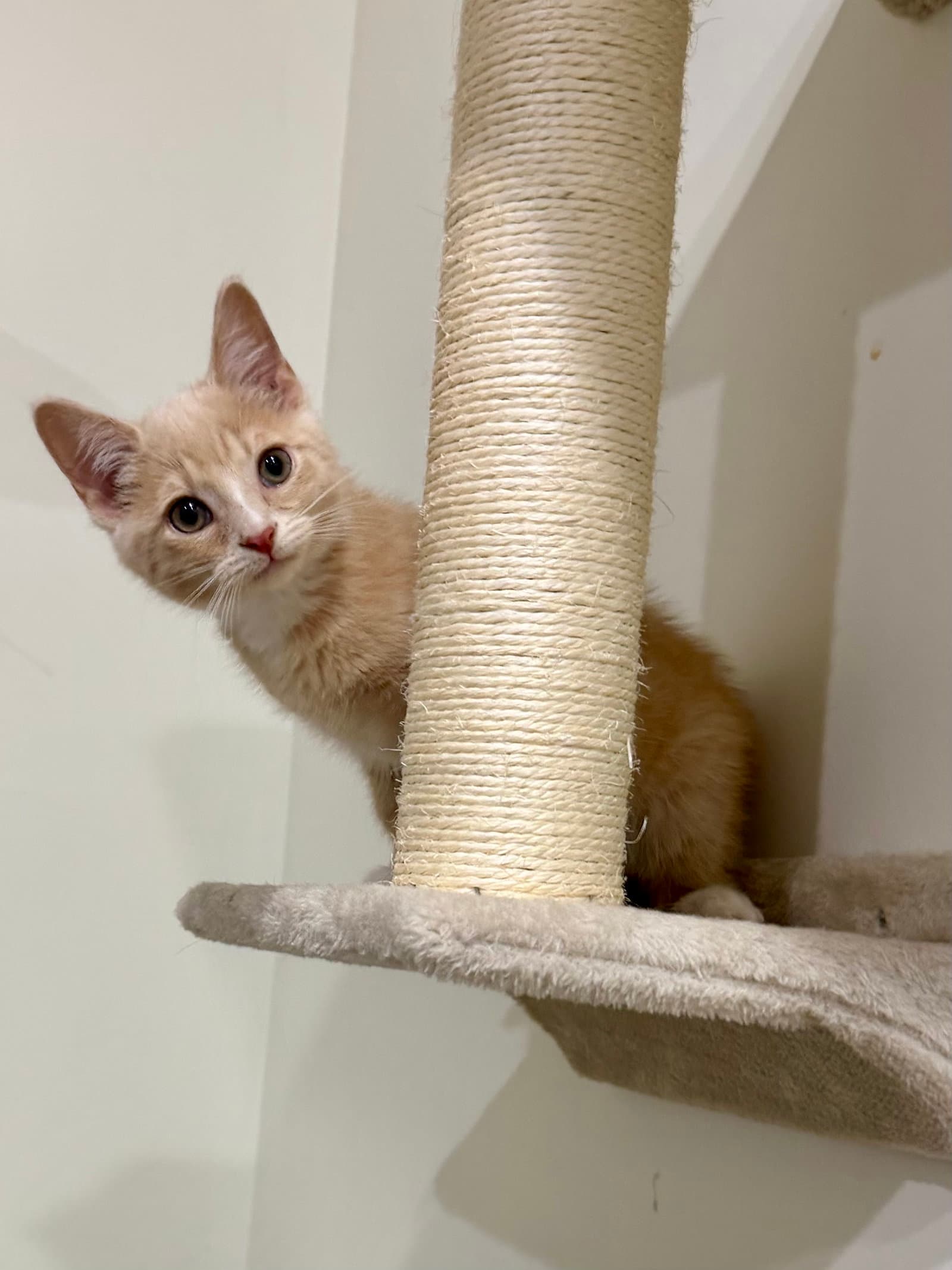 Cat - Louie - Domestic Short Hair