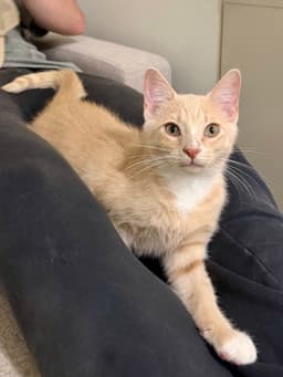 Cat - Louie image 4