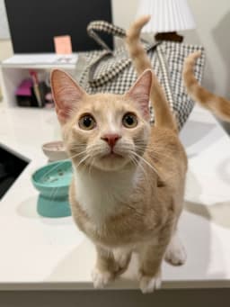 Cat - Louie image 2
