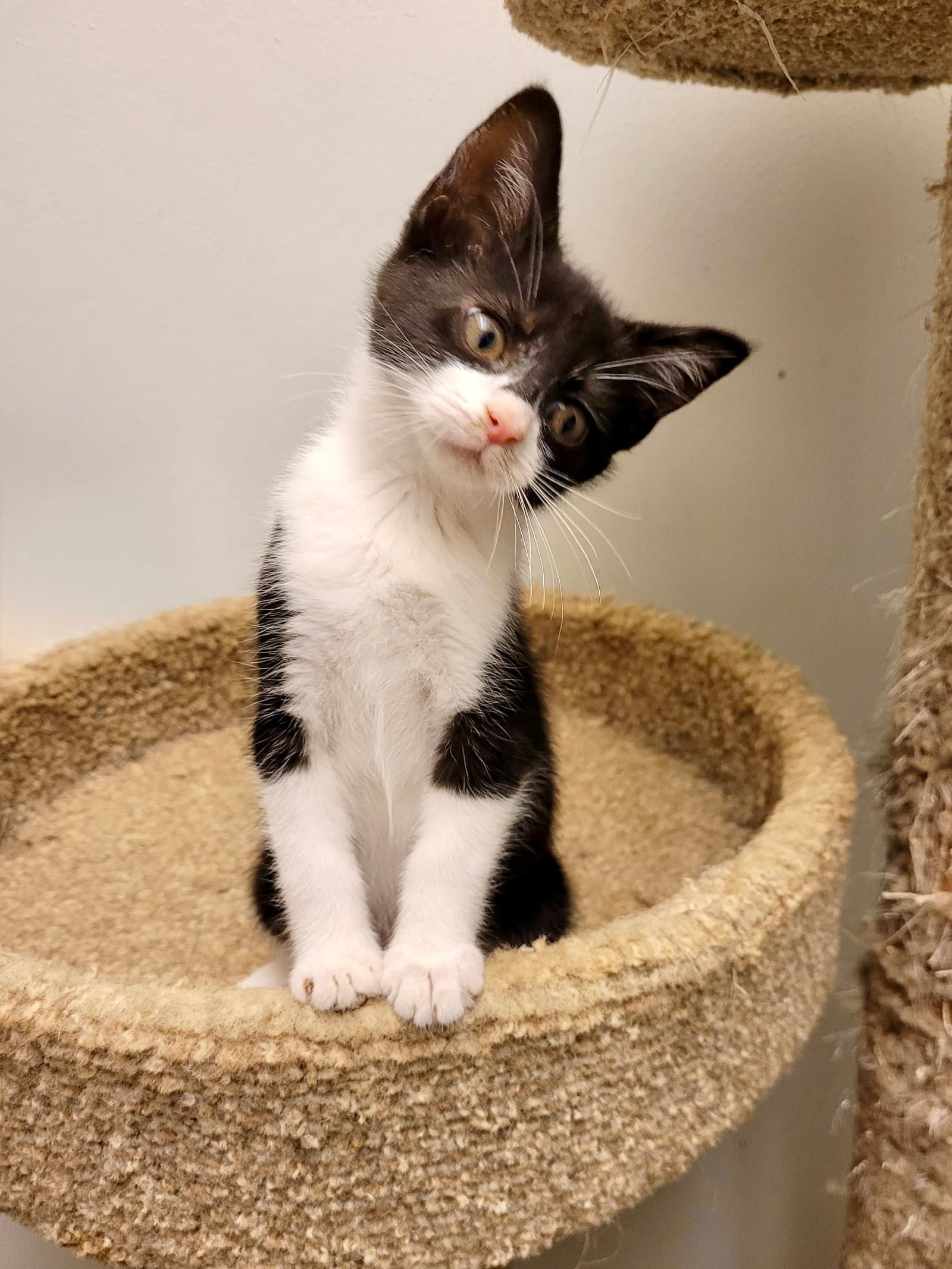 Cat - Mack - Domestic Short Hair